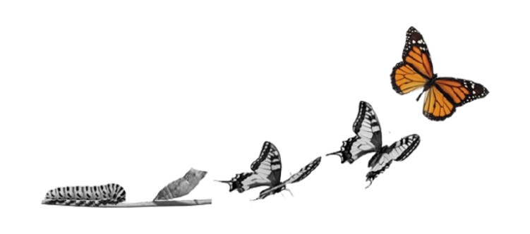 Stream Disc Butterfly